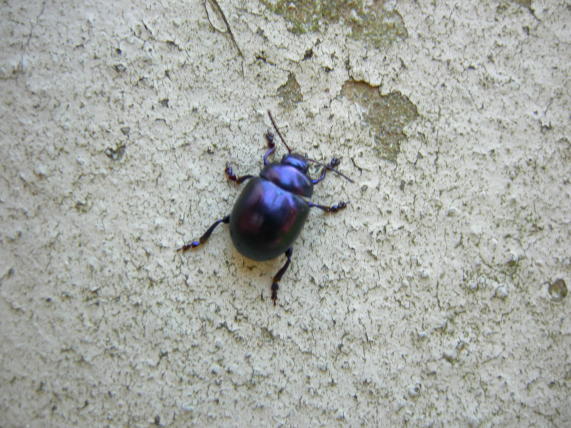 Chrysolina sturmi